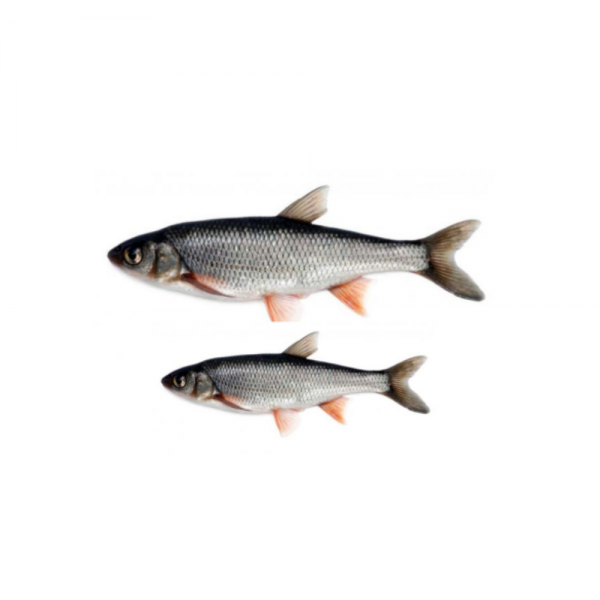 Frozen Fishes (Cut)
